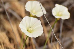 Calystegia longipes