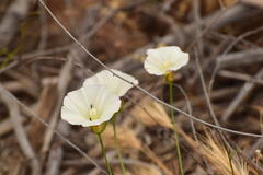 Calystegia longipes
