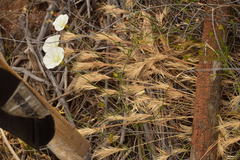 Calystegia longipes