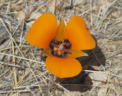 Calochortus kennedyi
