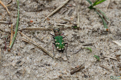 Cicindela soluta