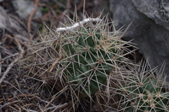Echinocereus