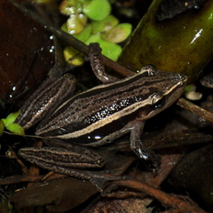 Scinax squalirostris
