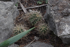 Echinocereus