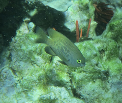 Plectroglyphidodon marginatus