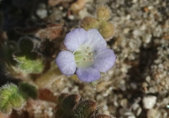 Phacelia stellaris