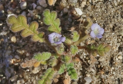 Phacelia stellaris