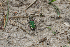 Cicindela soluta