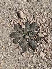 Glyptopleura marginata