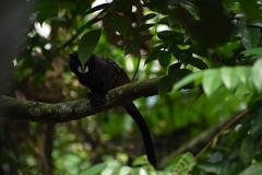 Saguinus fuscicollis