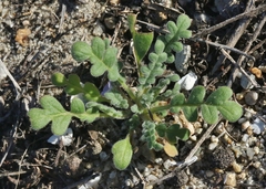 Phacelia stellaris