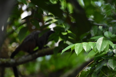 Saguinus fuscicollis