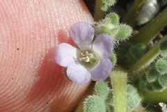Phacelia stellaris