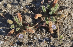 Phacelia stellaris