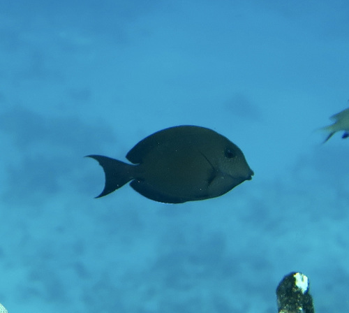 Blackspot surgeonfish (Acanthurus nigrofuscus) — Acanthuridae — 4