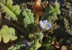 Phacelia stellaris