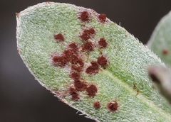 Puccinia oenotherae