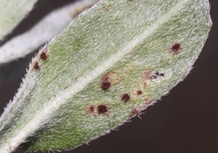 Puccinia oenotherae