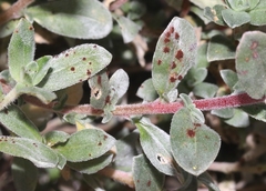 Puccinia oenotherae