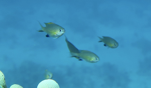 Vanderbilt's chromis (Chromis vanderbilti) — Pomacentridae