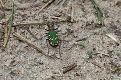 Cicindela soluta