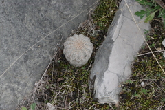 Echinocereus reichenbachii