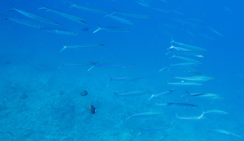 Heller's barracuda (Sphyraena helleri) — Sphyraenidae