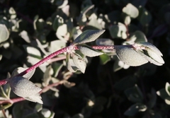 Atriplex watsonii