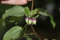 Clematis morefieldii