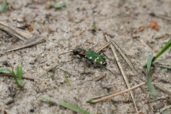 Cicindela soluta
