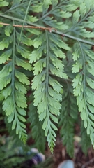 Asplenium bulbiferum