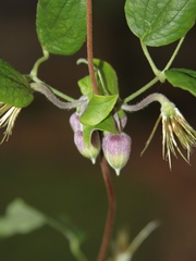 Clematis morefieldii