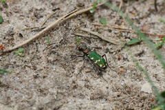 Cicindela soluta