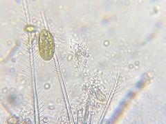 Cryptista