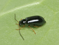 Luperus longicornis