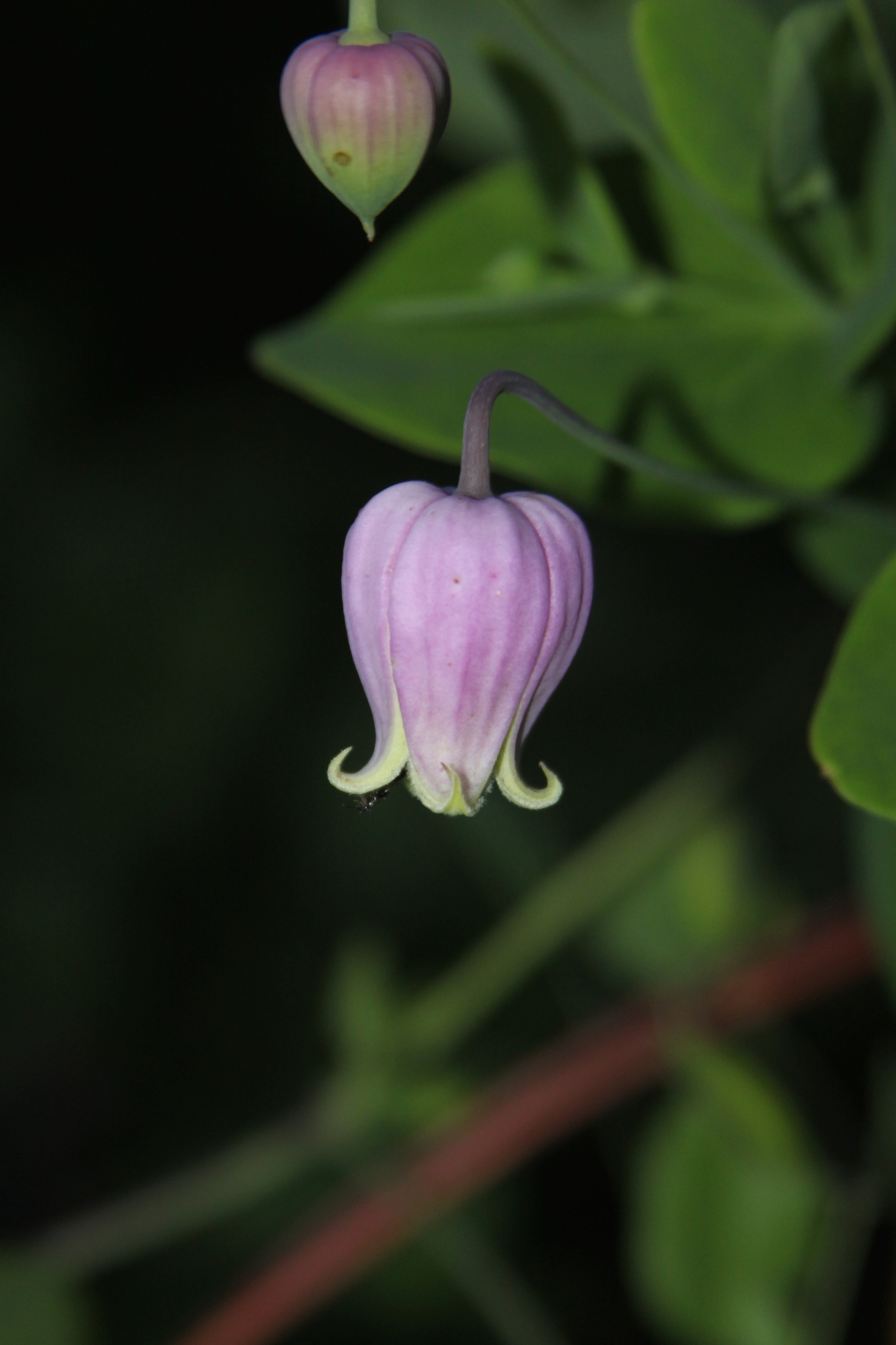 Clematis versicolor