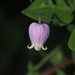 Pale Leather Flower - Photo (c) Dwayne Estes, some rights reserved (CC BY-NC), uploaded by Dwayne Estes