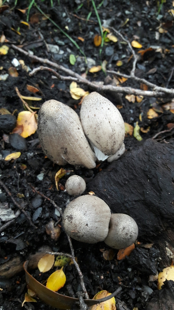 Coprinopsis atramentaria · February 2022 · photo: © fede_munoz (iNaturalist, cc0)
