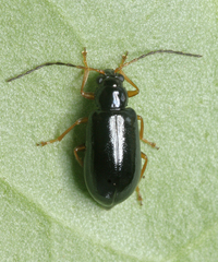 Luperus longicornis