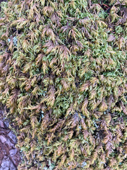 Pseudisothecium cristatum