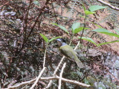 Pachyramphus viridis