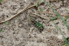 Cicindela soluta