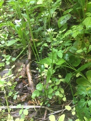 Cochlearia pyrenaica