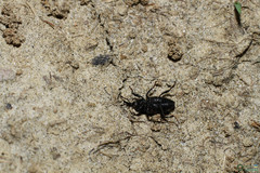 Sphenophorus striatopunctatus