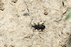 Sphenophorus striatopunctatus