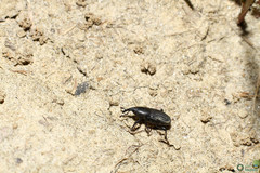 Sphenophorus striatopunctatus