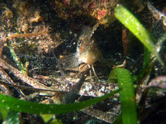 Heteroclinus adelaidae