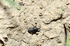 Sphenophorus striatopunctatus