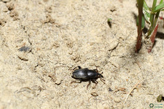 Sphenophorus striatopunctatus