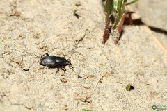 Sphenophorus striatopunctatus